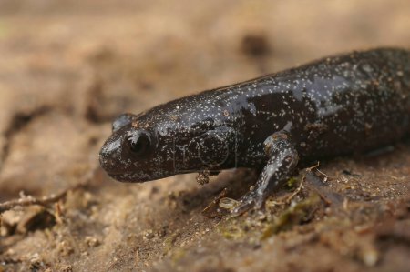 Téléchargez les photos : Cette juvénile salamandre Mahoroba mouchetée blanche, Hynobius hirosei, deviendra un adulte noir assez grand - en image libre de droit