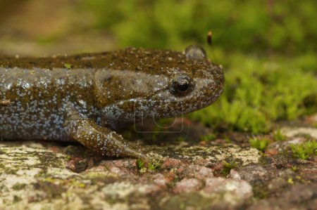 Natürliche Detailaufnahme des Gesichts eines ausgewachsenen japanischen bedrohten Oita-Salamanders, Hynobius dunni, sitzend auf grünem Moos