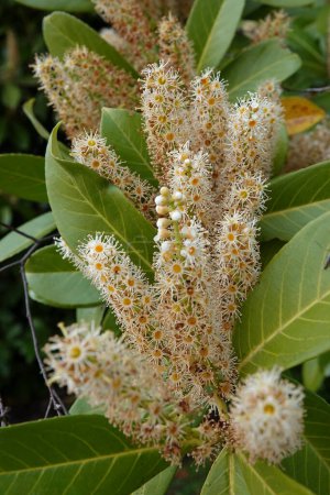 Natural closeup on a seasonal rich blossoming English or Cherry laurel, Prunus laurocerasus