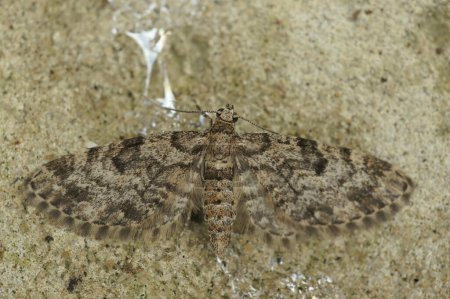 Detailed closeup on the Dwarf Pug geometer moth, Eupithecia tantillaria, with spread wings on a stone