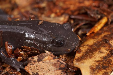 Detaillierte Nahaufnahme eines dunklen und seltenen japanischen Ishizuchi-Salamanders, Hynobius hirosei, der auf Blattstreu sitzt