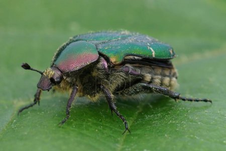 Primer plano natural sobre un colorido escarabajo de color rosa metálico, Cetonia aurata sobre una hoja verde