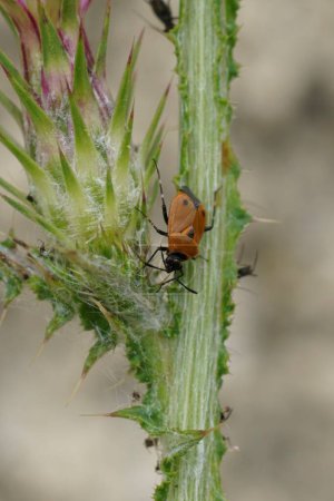 Téléchargez les photos : Gros plan naturel sur un insecte Miridae brun, Deraeocoris punctum de la Méditerranée - en image libre de droit
