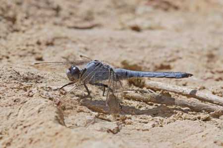 Detailed closeup on a Mediterranean Southern Skimmer dragonfly, Orthetrum brunneum sitting on a stone