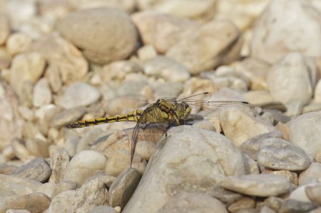 Detailed closeup on a female Southern skimmer dragonfly, Orthetrum brunneum, sitting on a stone
