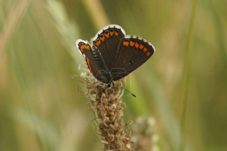 Natürliche Nahaufnahme eines kleinen, frisch aufgetauchten Braunen Argus-Schmetterlings, Aricia agestis sitzt auf einer Wiese