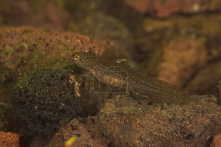 Detailed closeup on an aquatic larvae of the European Carpathian newt, Lissotriton montandoni