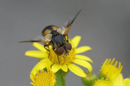 Detailed closeup on a colorful Tachinid fly, Ectophasia crassipennis, on a yellow flower