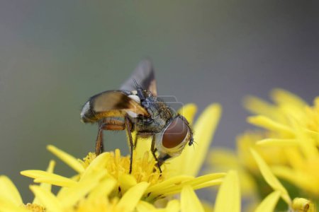 Detailed closeup on a colorful Tachinid fly, Ectophasia crassipennis, on a yellow flower