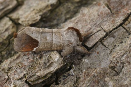 Detailed close up of the chocolate-tip moth, Clostera curtula on wood
