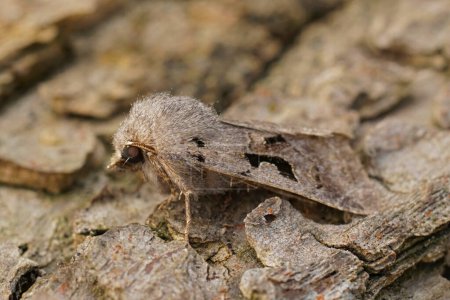 Natural closeup on the European Hebrew Character owlet moth, Orthosia gothica sitting on wood