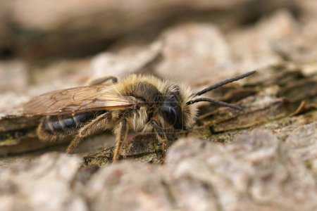 Detailed closeup on a male of the Chocolate mining bee, Andrena scotica sitting on wood