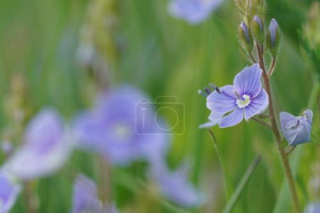 Natürliche Nahaufnahme der hellblauen Blüten des Vogelaugen-Speedwell, Veronica chamaedrys im Feld