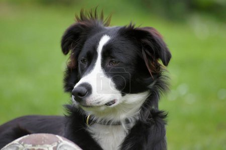 Natural closeup on an adorable , attentive black and white Border collie or Scotch Sheep Dog with a ball