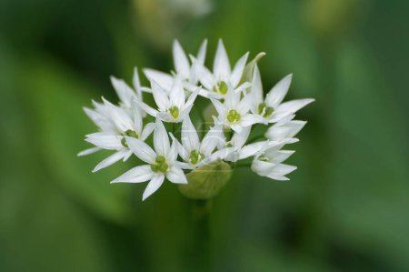 Photo for Natural closeup on the fragile bright white flower of wild broad-leaved garlic or bear leek , Allium ursinum - Royalty Free Image