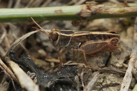 Detailed closeup on short-horned Barbarian Grasshopper Calliptamus barbarus , from Gard, France