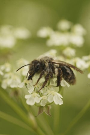 Natürliche Nahaufnahme einer weiblichen Bergbaubiene mit grauem Rücken, Andrena vaga, sitzend auf einer weißen Blume