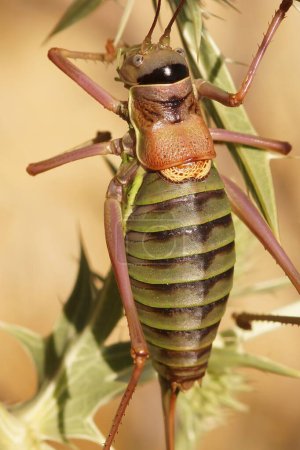 Natural vertical closeup on the large Mediterranean Western Saddle Bush-Cricket, Ephippiger diurnus on wood