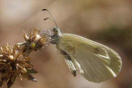 Natürliche Nahaufnahme eines weißen Schmetterlings aus mediterranem Holz, Leptidea sinapis, sitzend mit geschlossenen Flügeln