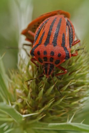 Photo for Natural colorful vertical closeup on a Mediterranean red spotted shieldbug, Graphosoma semipunctatum - Royalty Free Image