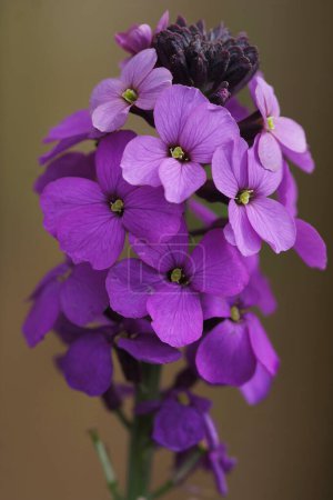 Colorful vertical shot of the purple flower version of the English wallflower Erysimum cheiri bowles