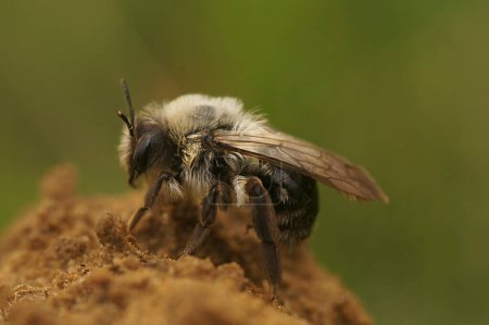 Gros plan naturel sur une abeille grise femelle, Andrena vaga, assise sur un petit tas de sable