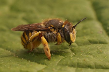 Natürliche Nahaufnahme einer weiblichen europäischen Wollbiene, Anthidium manicatum, die auf einem grünen Blatt im Garten sitzt