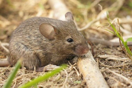 Primer plano natural en un joven juvenil esponjoso Común ratón de casa europeo Mus musculus