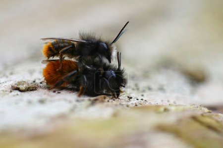 Natural closeup on a male and female copulation of the European orchard mason bee , Osmia cornuta in the garden