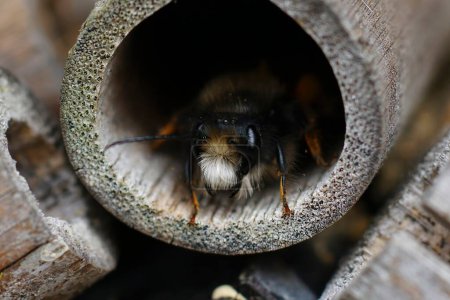 Natürliche Nahaufnahme einer farbenfrohen, flauschigen männlichen, gehörnten Maurerbiene, Osmia cornuta an einem Nest im Bienenhotel