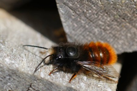 Natürliche Nahaufnahme einer farbenfrohen, flauschigen männlichen europäischen gehörnten Maurerbiene, Osmia cornuta im Bienenhotel