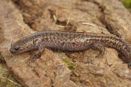 Foto de Primer plano natural de una salamandra Hida endémica japonesa, Hynobius kimurae sobre un trozo de madera - Imagen libre de derechos