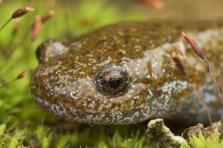 Natürliche Gesichtsaufnahme auf einem ausgewachsenen japanischen bedrohten Oita-Salamander, Hynobius dunni, sitzend auf grünem Moos