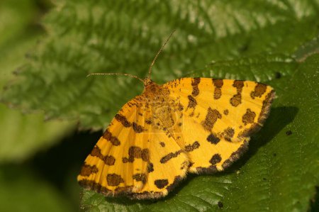 Natural closeup on the beautiful Specled-yellow panther geometer moth, Pseudopanthera macularia sitting with spread wings
