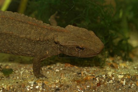 Gros plan naturel sur un poisson aquatique asiatique Hong Kong Warty Newt, Paramesotriton hongkongensis sous-marin