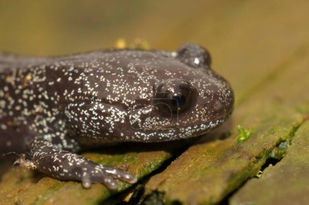 Detailed closeup on a dark and rare Japanese Ishizuchi endemic streamside salamander , Hynobius hirosei on wood
