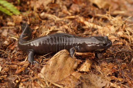 Detaillierte Nahaufnahme eines dunklen und seltenen japanischen Ishizuchi-Salamanders, Hynobius hirosei auf Holz