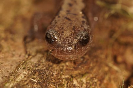 Natural facial closeup on a Siberian salamander, Salamandrella keyserlingii sitting on wood