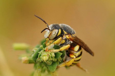 Detailed closeup on the small Mediterranean Grohmanns Yellow-Resin Bee, Icteranthidium grohmanni on top of a green plant