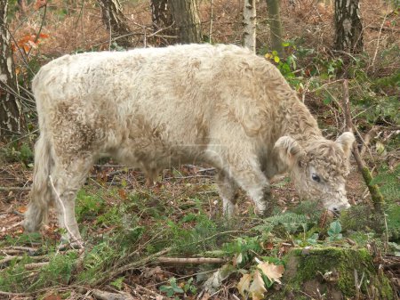 Natural closeup on a cute furry white Galloway cow grazing in a European nature reserve