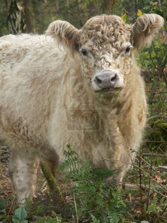 Natural vertical closeup on a cute furry white Galloway cow in a European nature reserve