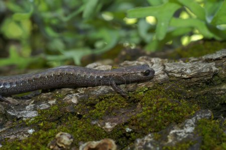 Primer plano natural de la pequeña salamandra esbelta de vientre negro, Batrachoseps nigriventris en una roca cubierta de musgo
