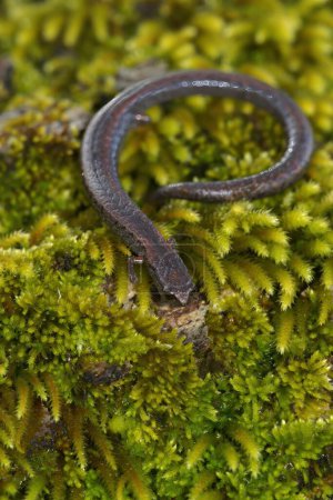 Primer plano vertical natural sobre una salamandra esbelta de California, Batrachopses attenuatus sobre musgo verde
