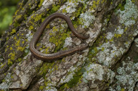 Primer plano natural de la pequeña salamandra esbelta de vientre negro, Batrachoseps nigriventris en una roca cubierta de musgo