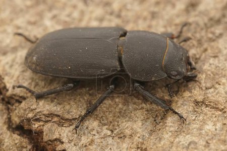 Natural closeup of the lesser stag beetle, Dorcus parallelipipedus in Gard, France