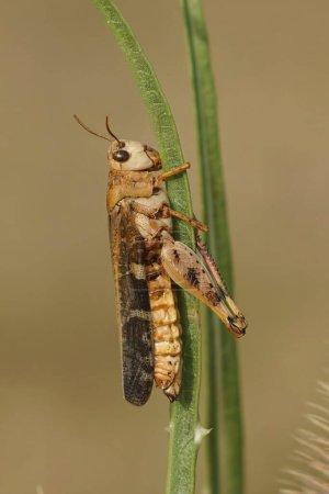 Natural vertical closeup on a mediterranean Aiolopus strepens, hanging dead into the dried grass in Southern France
