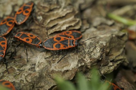 Closeup on an aggregation of colorful red fire bugs, Pyrrhocoris apterus on wood