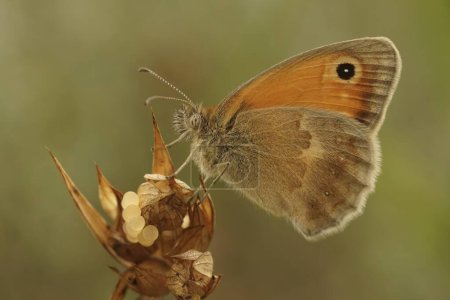 Natural closeup shot of the small heath butterfly, Coenonympha pamphilus, sitting on a tip of a plant against a green background