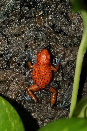 Detailed closeup on a colorful red Oophaga pumilio, Strawberry Poison Frog climbing