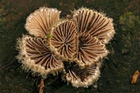 Primer plano natural sobre un hongo común de branquias partidas, Schizophyllum commune sobre madera podrida